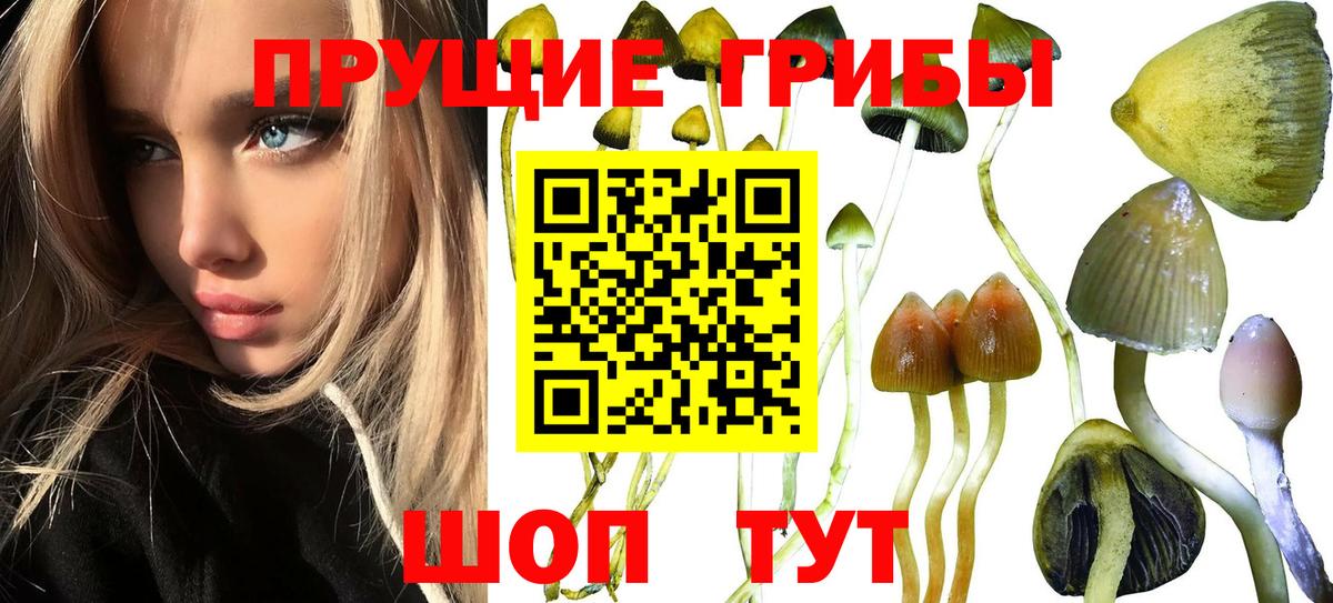 Галлюциногенные грибы Psilocybine cubensis Большой Камень
